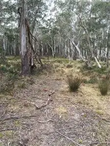 Third view of Homely rural property listing, Lot 201 Hereford Hall Road, Braidwood NSW 2622