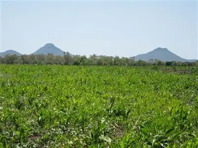 " Boonal Downs", Capella QLD 4723
