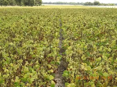 Third view of Homely rural property listing, 1312 McLeods Rd, Tara QLD 4421