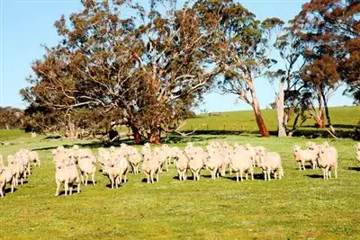 Seventh view of Homely rural property listing, 387 Bigga Road, Binda NSW 2583