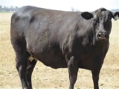 Second view of Homely rural property listing, 58 Manna Burcher Road, Forbes NSW 2871