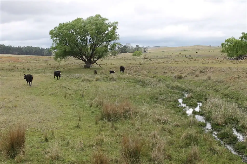 Main view of Homely rural property listing, 1037&1193 Eurodux Road, Braidwood NSW 2622