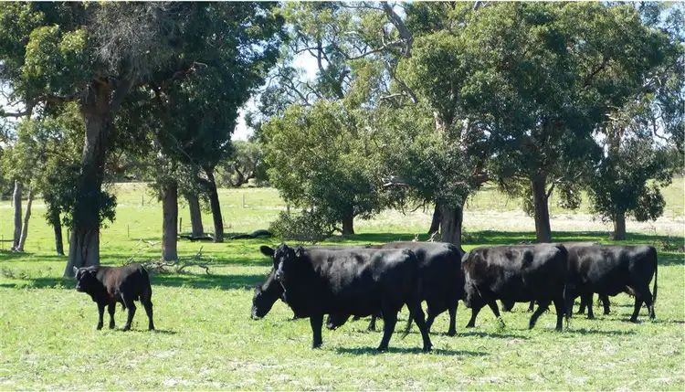 Lot 439 Woodbine Road, Regans Ford WA 6507
