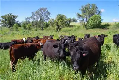 Main view of Homely rural property listing, 454 Black Mountain Creek Road, Narrabri NSW 2390