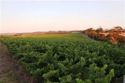 Seventh view of Homely rural property listing, . Nangkita Vineyard, Nangkita SA 5210