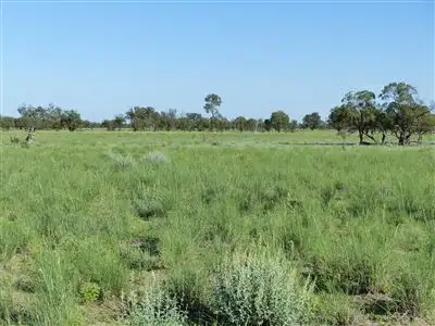 Seventh view of Homely rural property listing, . "Arapinta & Blackburn", Charleville QLD 4470