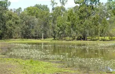 Main view of Homely rural property listing, 1200 Bundalba Road, Biloela QLD 4715