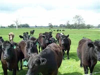 Seventh view of Homely rural property listing, 000 Harman's Road, Gazette VIC 3289