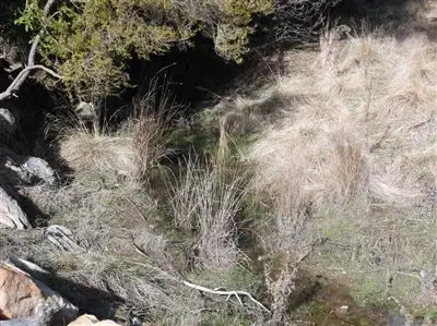 Fifth view of Homely rural property listing, Williams Road, Royal George TAS 7213