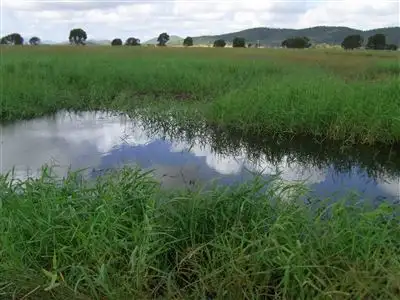Main view of Homely rural property listing, 297 Dry Weather Road, The Caves QLD 4702