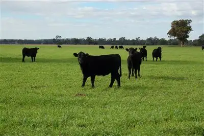 Erinvale Tooyal Road, Wagga Wagga NSW 2650