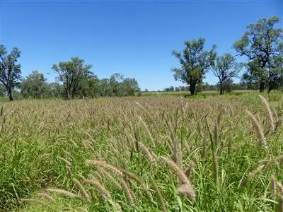 Main view of Homely rural property listing, . "Redmarley", Condamine QLD 4416