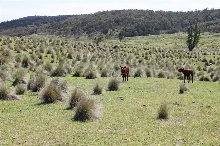 Seventh view of Homely rural property listing, 728 Kain Cross Road, Hereford Hall via, Braidwood NSW 2622