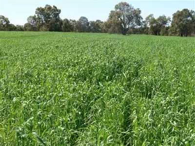 Seventh view of Homely rural property listing, 142 Clune Road, Gingin WA 6503
