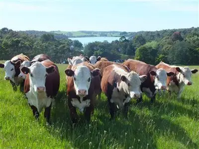 Second view of Homely rural property listing, 710 Glen Alvie Road, Glen Alvie VIC 3979