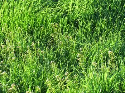 Third view of Homely rural property listing, 58 Manna Burcher Road, Forbes NSW 2871