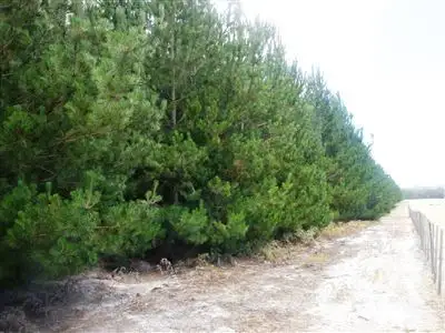 Main view of Homely rural property listing, . Bridport Road, Jetsonville TAS 7260