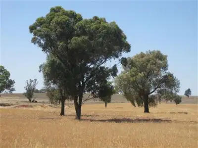 Fifth view of Homely rural property listing, . 'Peronne', Ungarie NSW 2669