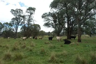 Fourth view of Homely rural property listing, 3339 Niangala Road, Walcha NSW 2354