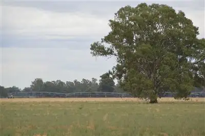 Seventh view of Homely rural property listing, Penally 1791 Paintings Bridge Rd, Narrandera NSW 2700