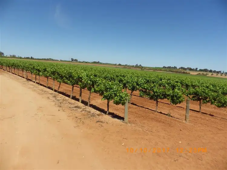 Fourth view of Homely rural property listing, 34 Cant Road, Barmera SA 5345