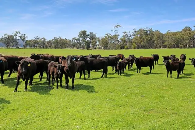 Sixth view of Homely rural property listing, 17 Macnees Road, Carrajung VIC 3844