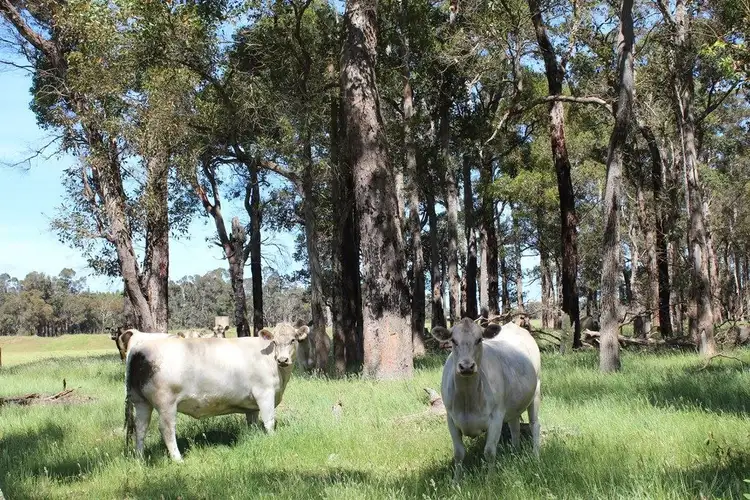 Second view of Homely rural property listing, 278 Redmond West Road, Redmond WA 6327