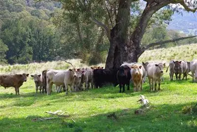 Fourth view of Homely rural property listing, . Pages River Rd "Singles Creek", Murrurundi NSW 2338