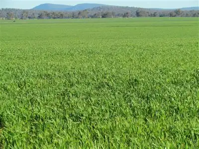 Main view of Homely rural property listing, 1 Pinnacle Road, Grenfell NSW 2810