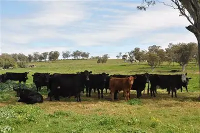 Second view of Homely rural property listing, 346 Wallington Rd, "Wongabeena", Scone NSW 2337