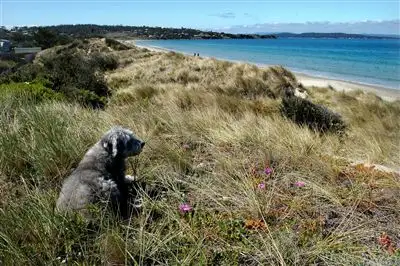 Main view of Homely house listing, 9 Grebe Street, Primrose Sands TAS 7173