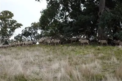 Seventh view of Homely rural property listing, 320 Scottsburn Road, Woodside SA 5244