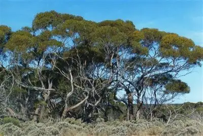 Fourth view of Homely rural property listing, Sec 84&85 Eyre Highway, Fowlers Bay SA 5690