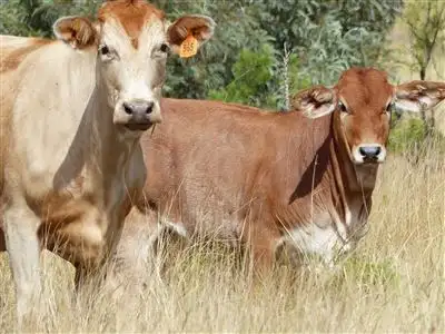 Fourth view of Homely rural property listing, . "Waterview", Injune QLD 4454