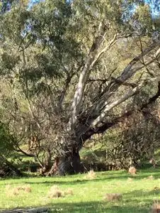 Third view of Homely rural property listing, 5219 Yea Whittlesea Road, Yea VIC 3717