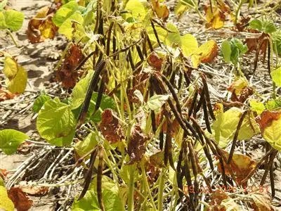 Second view of Homely rural property listing, 1312 McLeods Rd, Tara QLD 4421