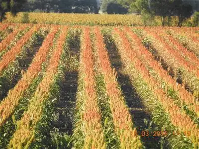 Seventh view of Homely rural property listing, Address available on request