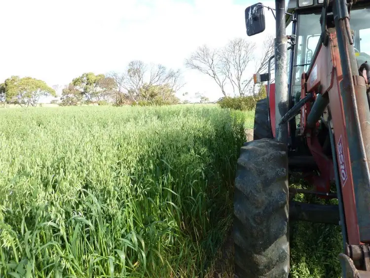 Fifth view of Homely rural property listing, . Boothby Road, Tintinara SA 5266