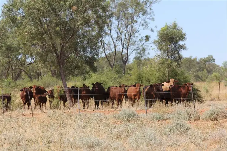 Third view of Homely rural property listing, " Coniston Station", Alice Springs NT 870