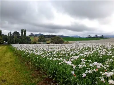 Second view of Homely rural property listing, 426 Preston Road, North Motton TAS 7315