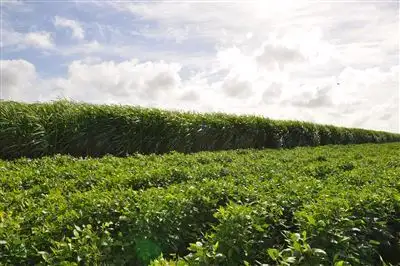 Sixth view of Homely rural property listing, 45 Kellys Road (Farm 1), Marian QLD 4753