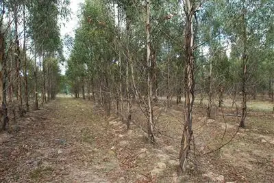 Fifth view of Homely rural property listing, 244 Bukeiro Road, Walcha NSW 2354