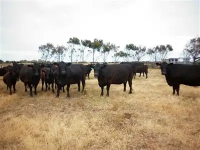 Third view of Homely rural property listing, . Southern Ports Highway, Kingston Se SA 5275