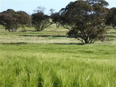 Third view of Homely rural property listing, 2117 Senior Road, Bordertown SA 5268