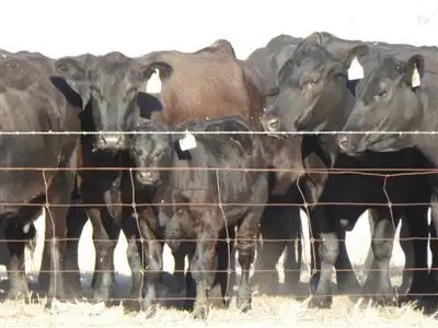 Sixth view of Homely rural property listing, . Martins Camp Road, Keith SA 5267