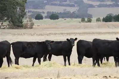 Main view of Homely rural property listing, . Western Highway, Middle Creek VIC 3375