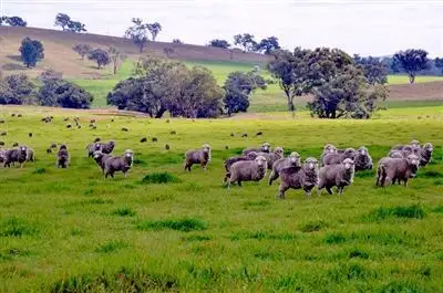 * Omegal, Wellington NSW 2820
