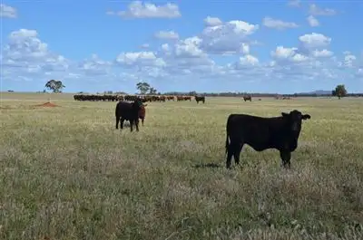 Sixth view of Homely rural property listing, * Currawalla, Condobolin NSW 2877