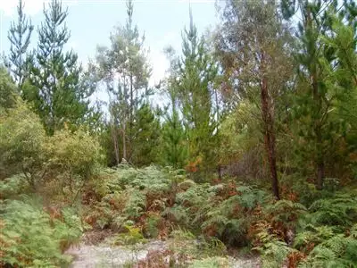 Fifth view of Homely rural property listing, . Bridport Road, Jetsonville TAS 7260