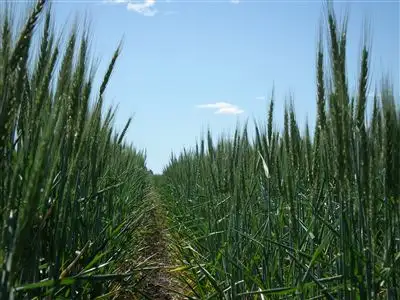 Fourth view of Homely rural property listing, 1312 McLeods Rd, Tara QLD 4421